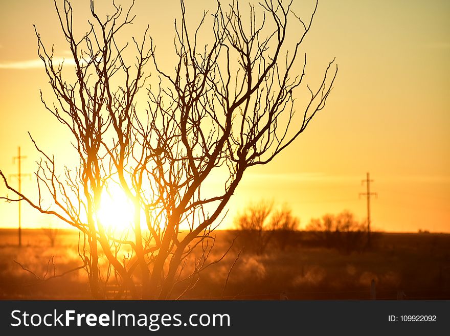 Photo of Branches during Golden Hour