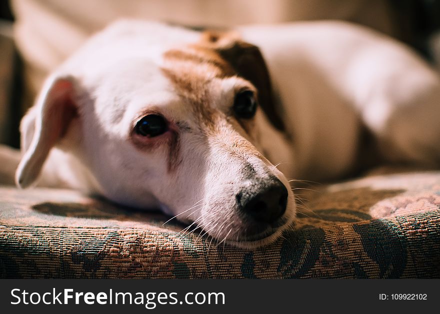 Closeup Photo of Medium Smooth White and Brindle Dog