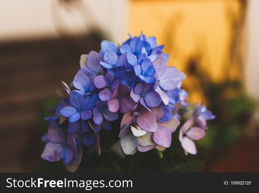 Selective Focus Photography of Blue Hydrangea Flowers
