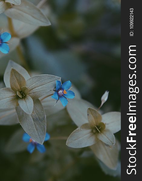 Close-up Photo of Blue and Grey Flower