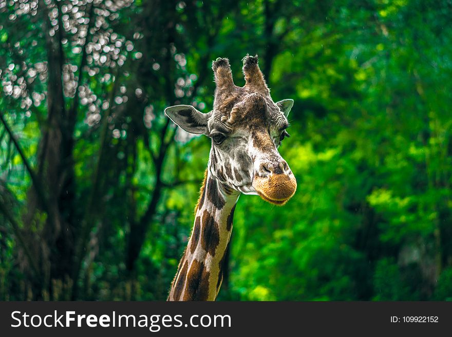 Beige and Brown Giraffe