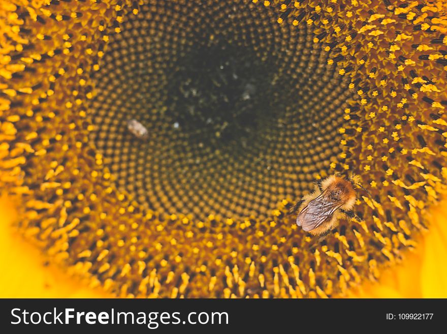 Honey Bee Perched On Sunflower Macro Photography