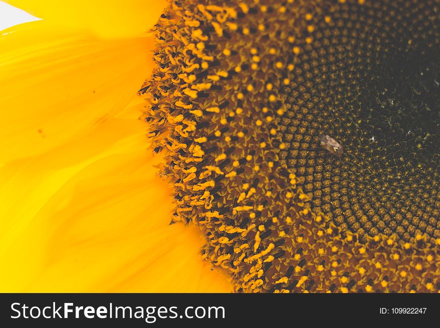 Macro Photography of Sunflower