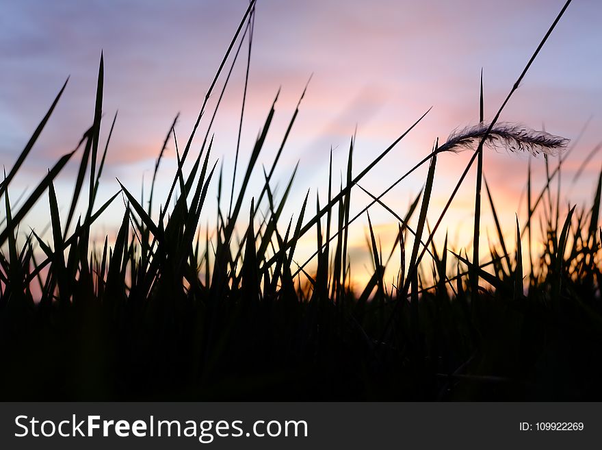 Depth of Field Photo of Grass Silhouette during Golden Hour