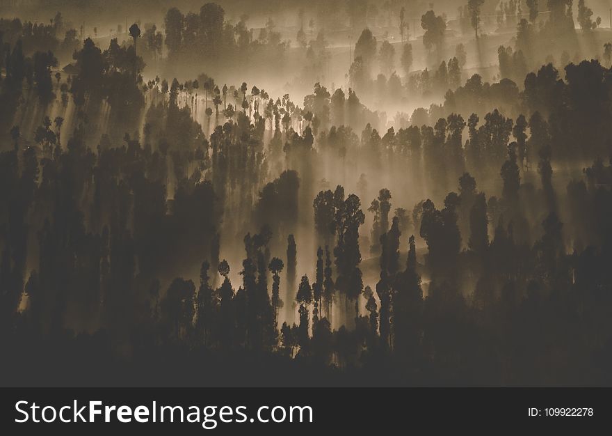 Silhouette Photography of Forest