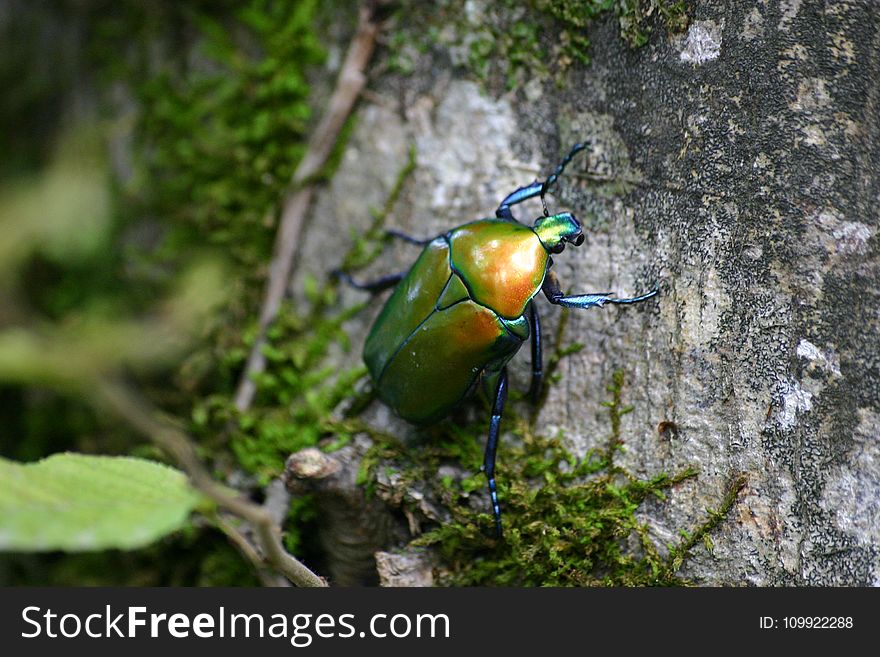 Green June Beetle on Tree Bark With Green Mosh in Closeup Photo