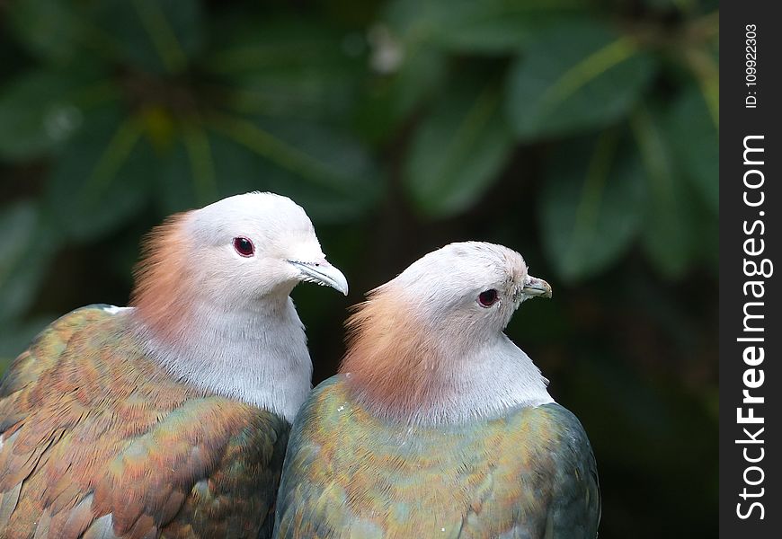 Two White-brown-and-green Birds Selective Focus Photography