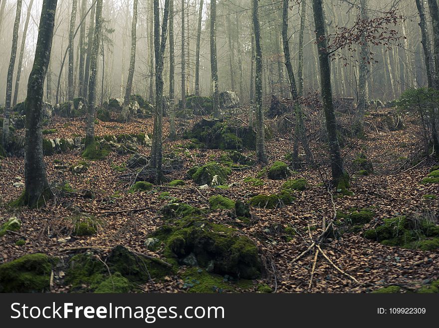 Green Leaf Trees