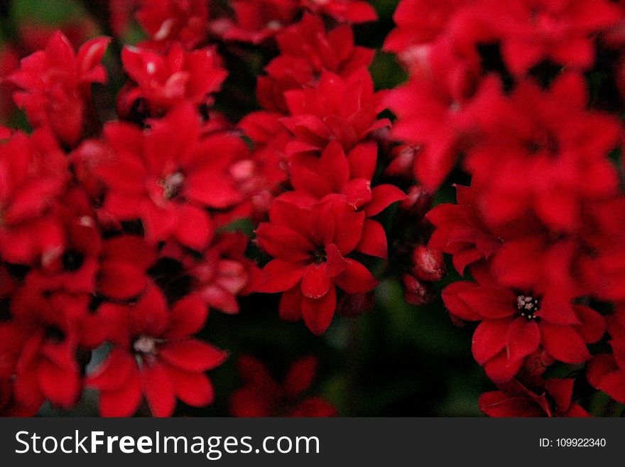 Red Petaled Flowers