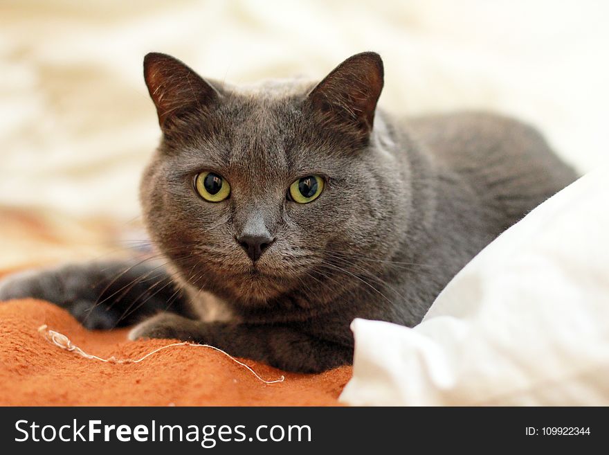 Russian Blue Cat on Top of Orange and White Textile