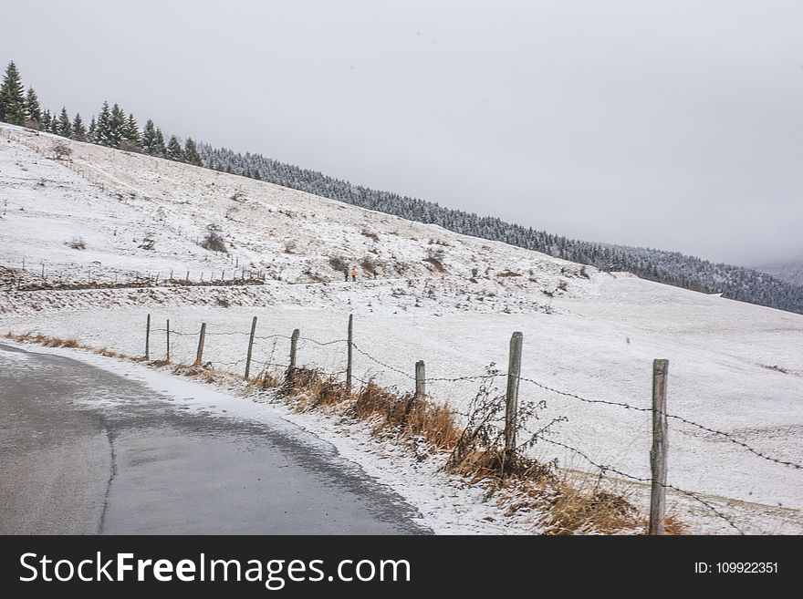 Cut Tree Beside Road