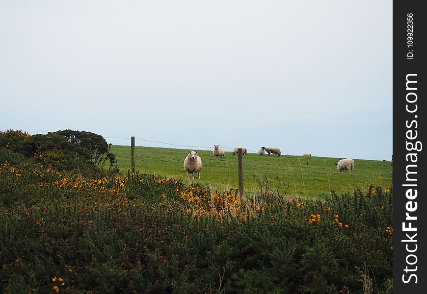 Sheep on Top of Grass