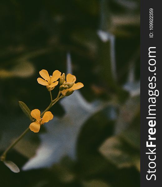Soft-focus Photography of Yellow Petaled Flowers