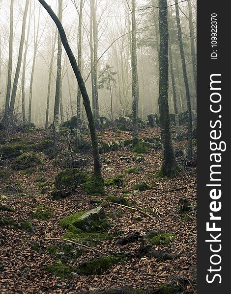 Foggy Forest With Stones Under Sunset