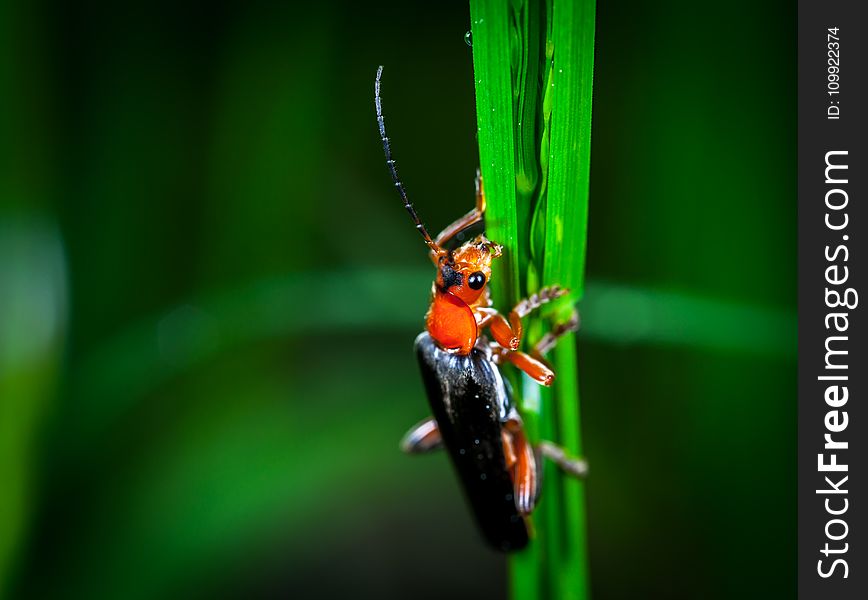 Macro Photography of Red and Black Blister Beetle