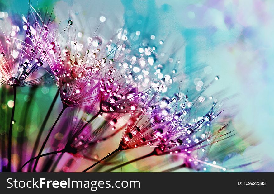 Closeup Photography Of Purple Silk Flowers With Dewdrops