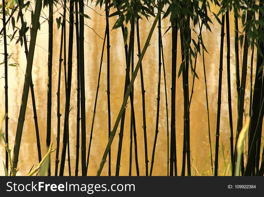 Selective Photography of Bamboo Trees