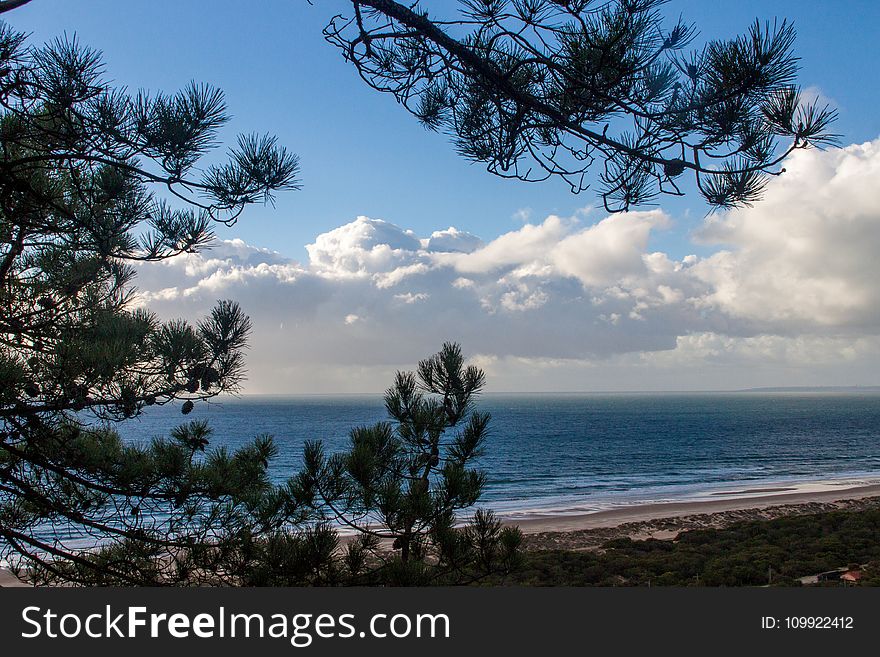 Landscape Photo of Trees and Sea