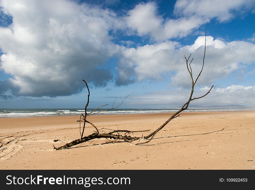Black Tree Branch on Seashore Under White Clouds