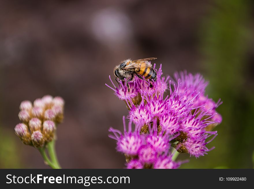 Selective Focus Photography Of Bee On Purple Petaled Flower