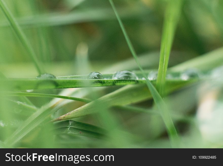 Green Leaved Plant With Water In Shallow Focus Photography