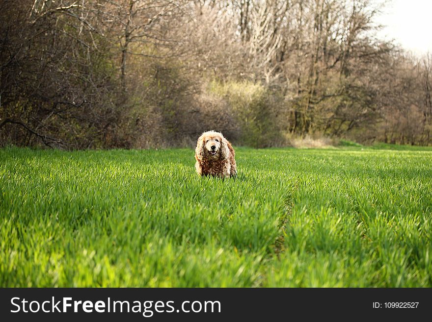 Photo Of Cocker Spaniel Dog On Grass Field