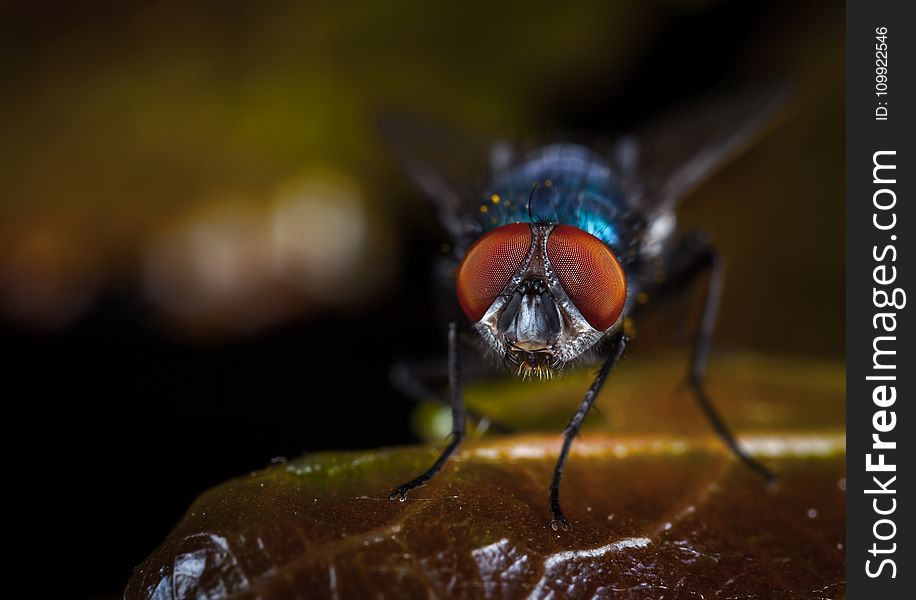 Macro Photography of Fly Perched on Brown Leaf