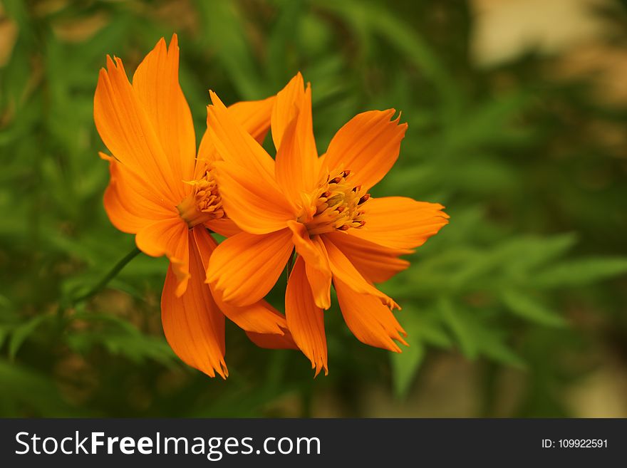 Close-Up Photography of Orange Flowers