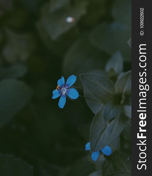 Blue Petaled Flowers