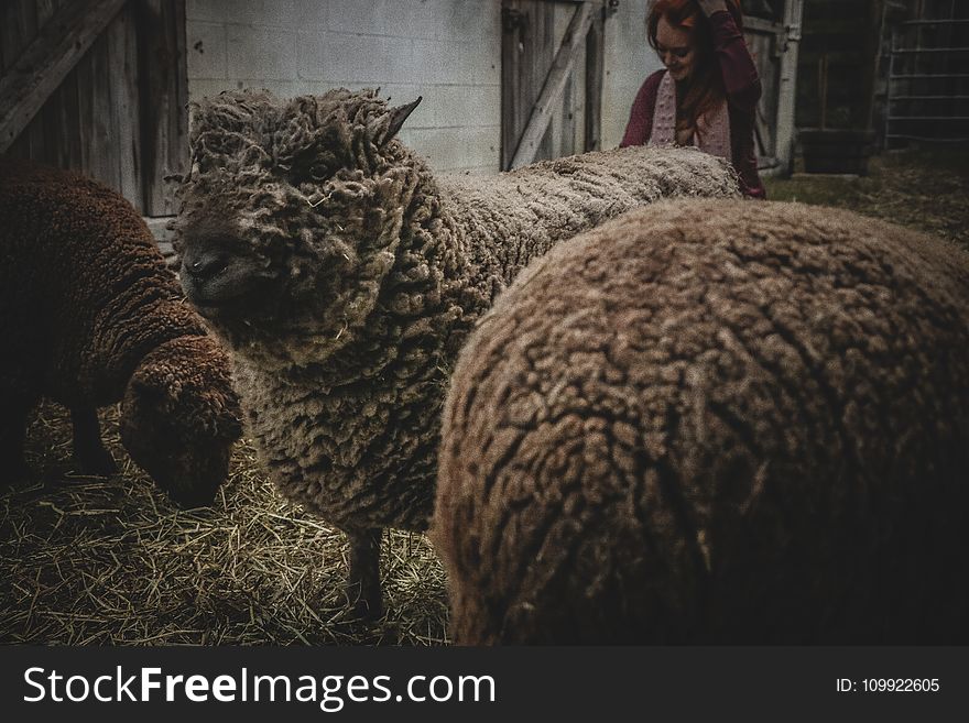 Three Sheep in Barn