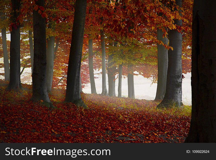 Brown Leaf Trees