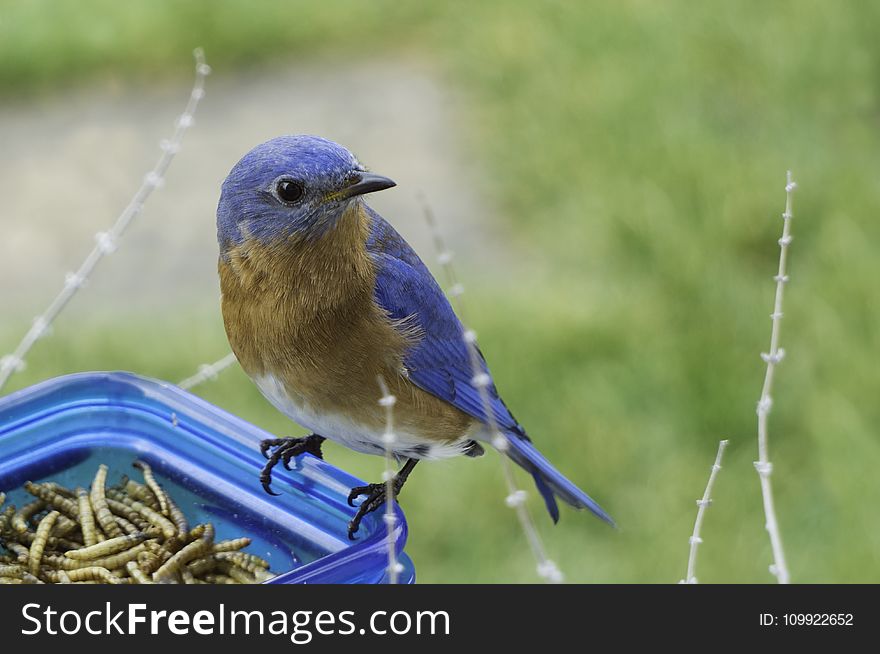 Selective Focus Photography Of Blue And Brown Bird On Blue Glass Canister