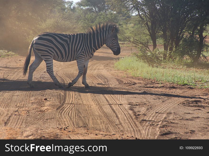 Photo of Zebra Crossing on Dirt Road
