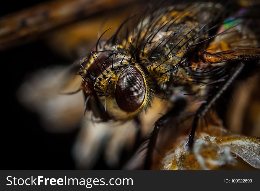 Macro Photography of Brown Bottlefly