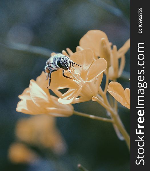Black and Brown Honey Bee on White Flower