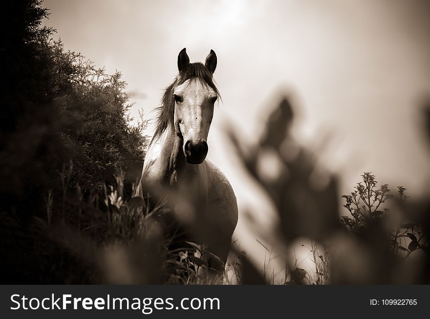 Grayscale Photo of Horse