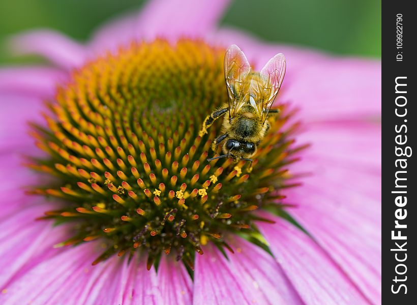 Yellow Bee Sucking Nectar