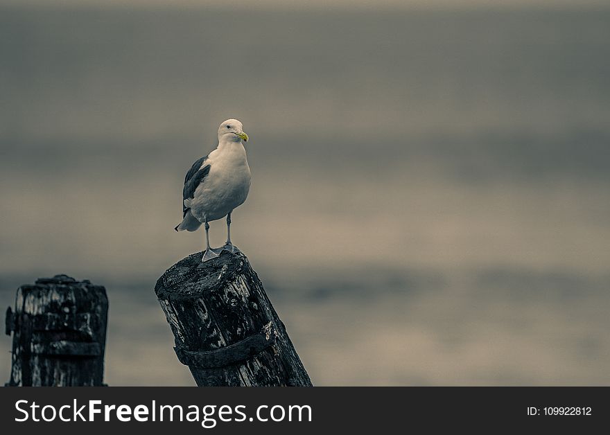 Close-Up Photography of Seagull