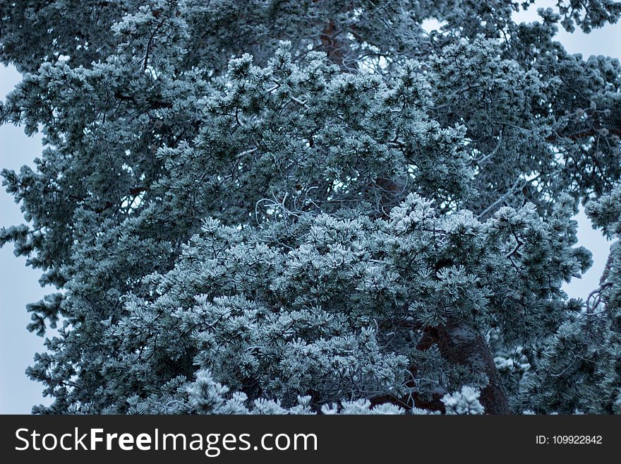 Green Leaf Tree Covered in Snow