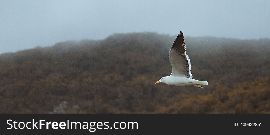 Seagull on Flight
