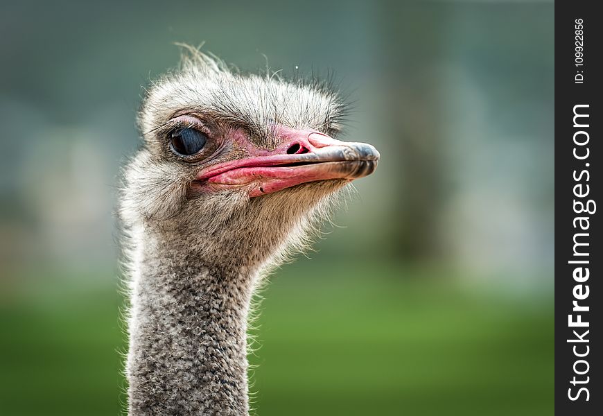 Close-up Photo Of Ostrich