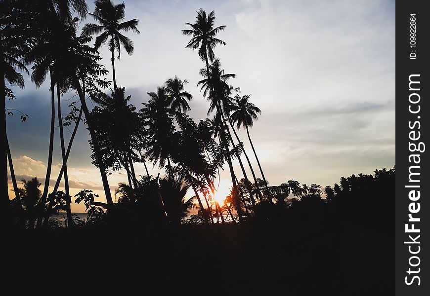 Silhouettes of Palm Trees During Sunset