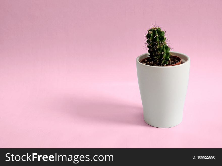 Cactus Plant In White Pot