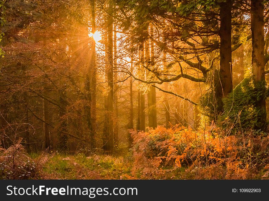 Yellow Sunset Rays Passing Through the Trees