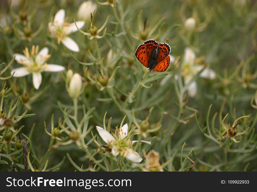 Brown and Black Butterfly Perched on White Petaled Flower