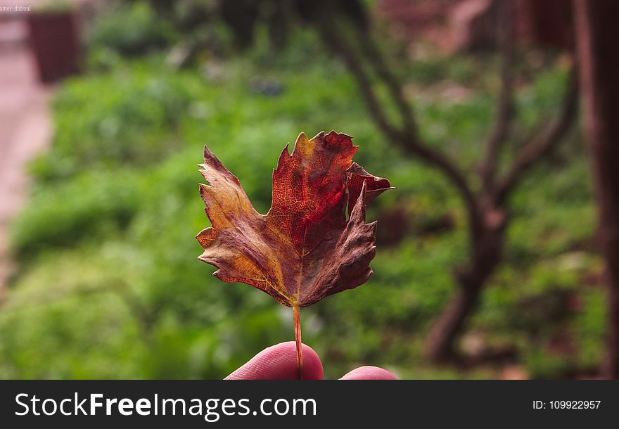 Dried Maple Leaf