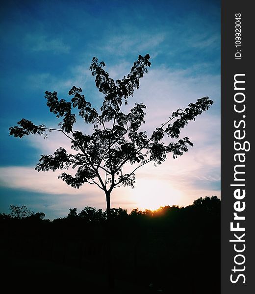 Silhouette Photo of Tree