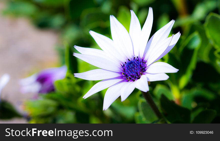 White and Blue Flower