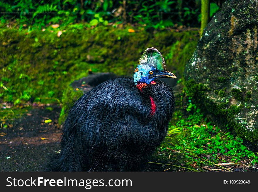 Black Feathered Bird Beside Mossy Stone