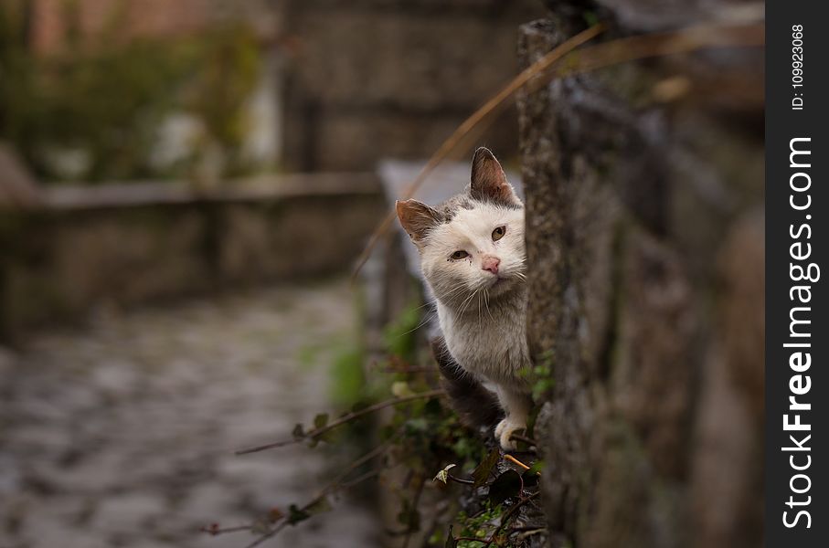 Photo Of A Cat Looking Behind The Tree